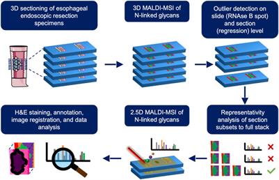 2.5D mass spectrometry imaging of N-glycans in esophageal adenocarcinoma and precursor lesions